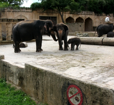 Zoo Hannover Elefanten