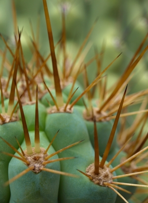Kaktus-Stacheln