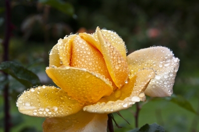 yellow_rose