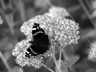 Ein Schmetterling (schwarz weiß)