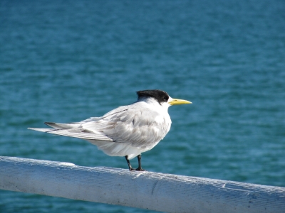 Australische Möwe (Caspian Tern)