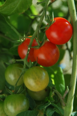 eine Rispe frischer Tomaten