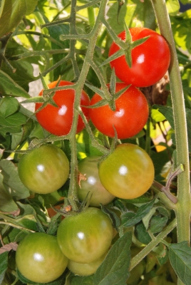 eine Rispe frischer Tomaten