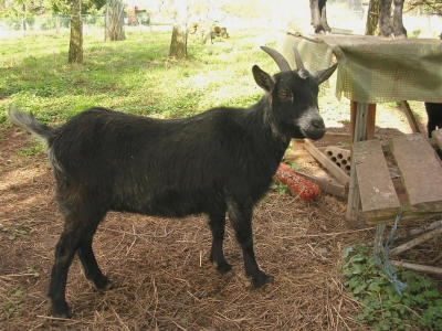 meine Tiere zu Hause