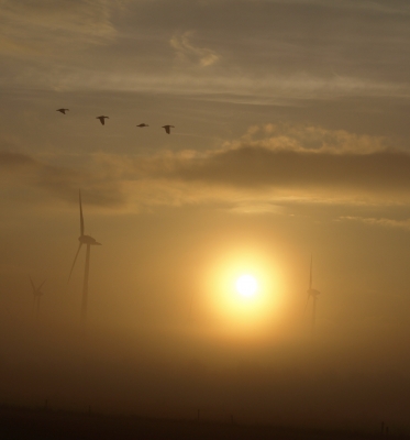 Gänse, Wind und Sonne