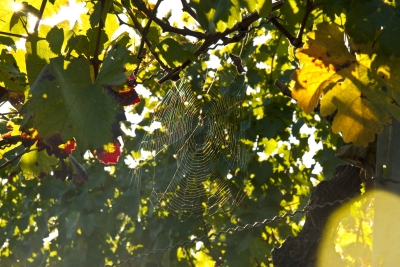 Spinnennetz im Gegenlicht 02