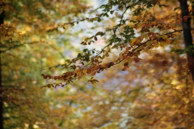 Es ist Herbst im Wald