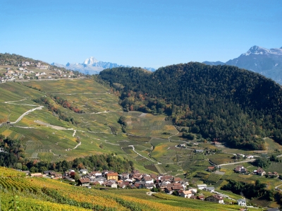 Mitten in den Weinbergen