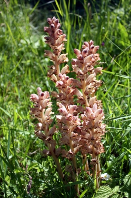 Wild wachsende Orchideen auf Hiddensee