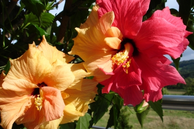 Hibiskus