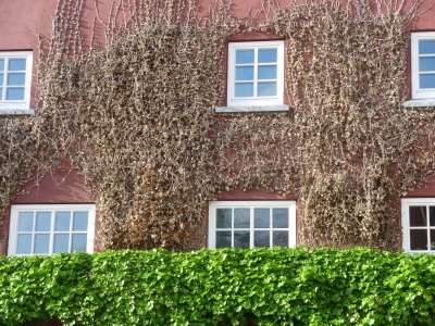 Fassadenbewuchs in Lüneburg
