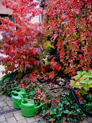 Knalliger Herbst mit grünen Gießkannen