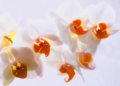 Orchidee filterarbeit