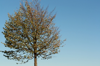 Herbstbaum