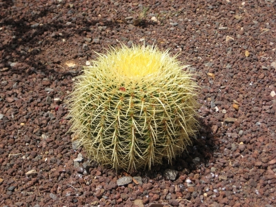 ein kleiner grüner Kaktus