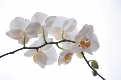 Orchidee filterarbeit2