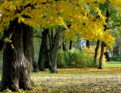 Herbstidylle in Köpenick 2