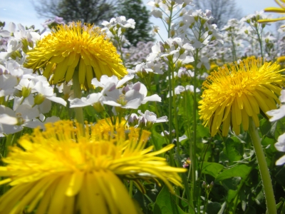 Frühling lässt sein gelbes Band