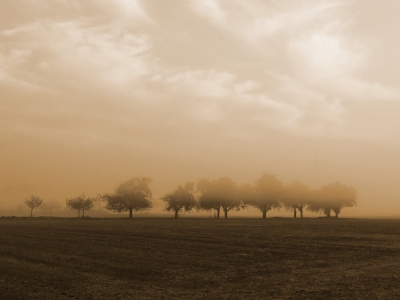 bäume im nebel....