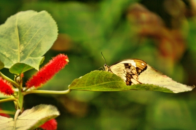 im Schmetterlingspark