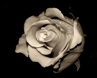 Rose mit Perlen in Sepia