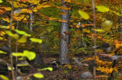 Der dort hinten