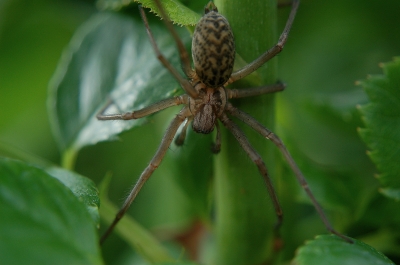 große Winkelspinne