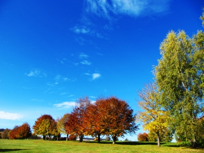 Farbkontraste im Herbst