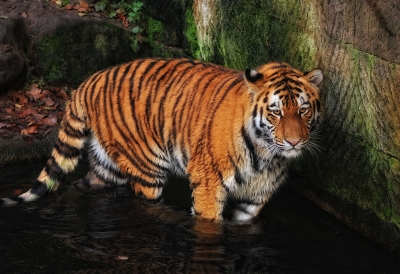 Tiger 4