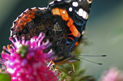 Schmetterling I