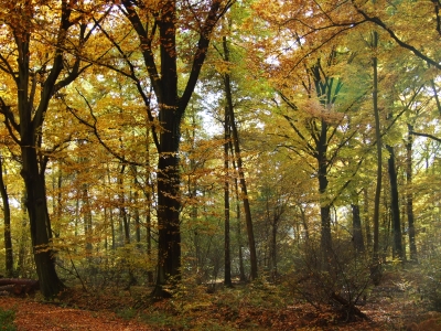 Der Wald im Herbst