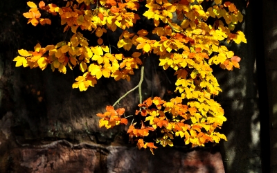 Herbstgold 2