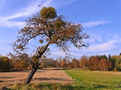 alter obstbaum mit misteln