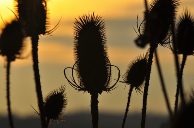 Stachelige Silhouetten