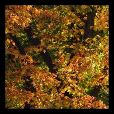 Herbstgruß