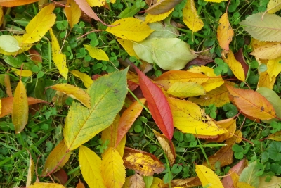 Bunte Blätter fallen