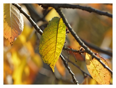 Herbstblatt