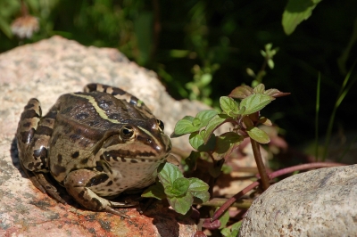 Moppel auf der Lauer