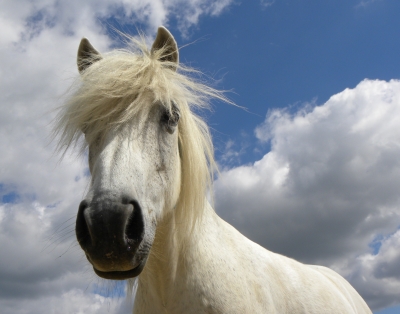pony filia