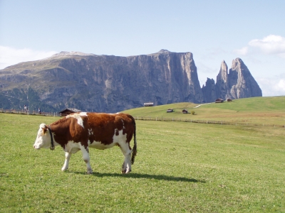 Auf der Seiser Alm in Südtirol