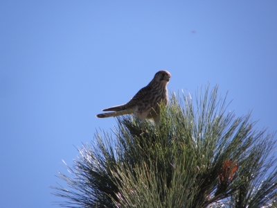 canarischer Falke - Kanarienvogel?