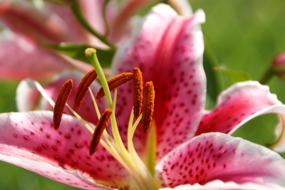 Blüte der Tigerlilie