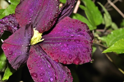 Clematis nach dem Regen