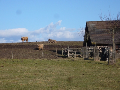 Hochlandrinder im Sauerland