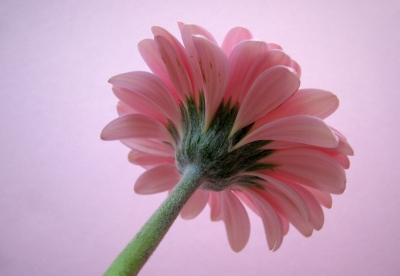 - Gerbera -