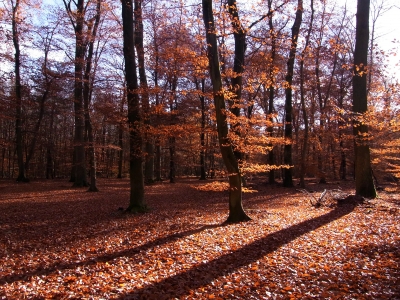 licht und schatten im novemberwald