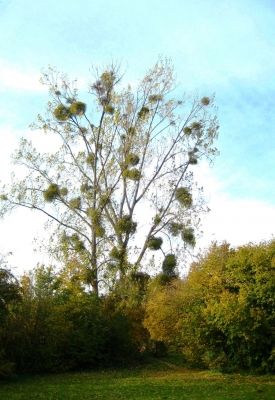 Mistelbaum im Herbst