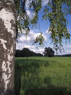 Birke auf der Wiese