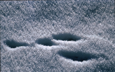 Hasenspur im Schnee