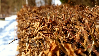 Eine Hecke im Winter